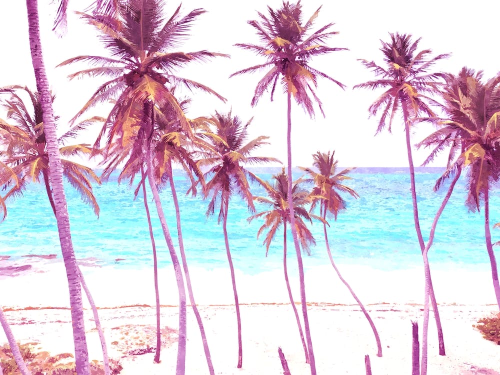 Palm Beach Illustration