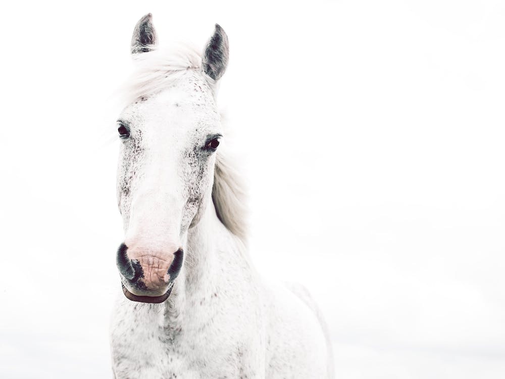White Horse