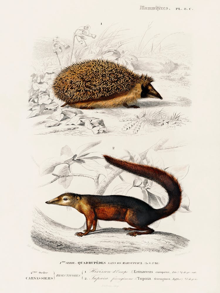 European Hedgehog (Erinaceus Europaeus) And Common Treeshrew (Tupaia Glis), Charles Dessalines D' Orbigny