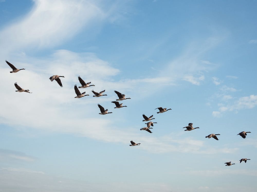 Migrating Geese