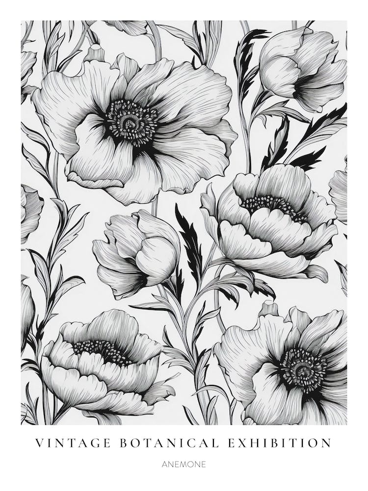 Anemone B&W Vintage Botanical Poster