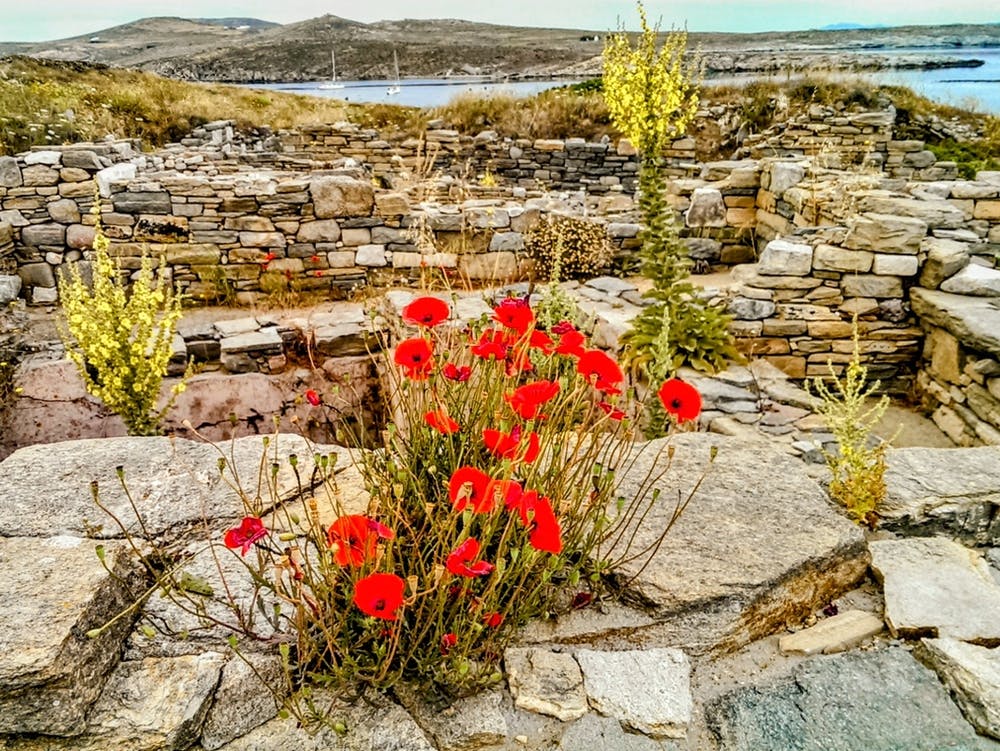 Wild Flowers on Island of Delos Greece (Greece Series)