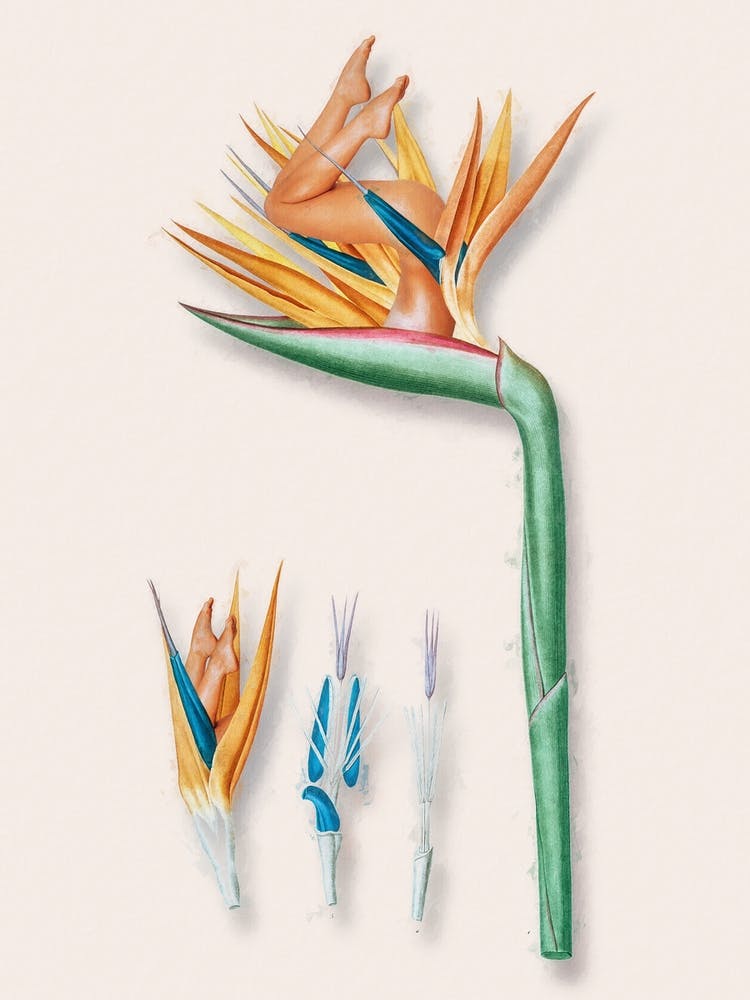 Strelitzia Girl