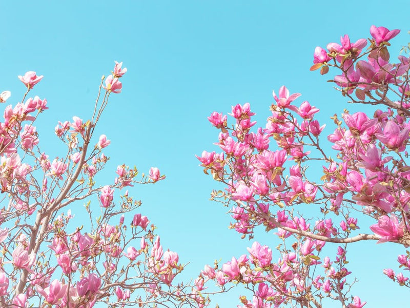 Pink Bloom