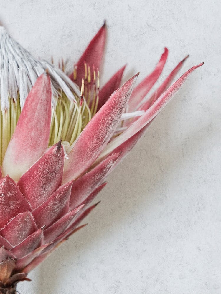Red King Protea