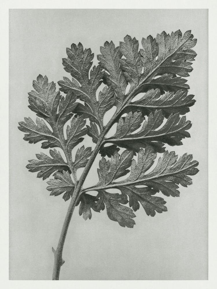 Feverfew Chrysanthemum (1928), Karl Blossfeldt