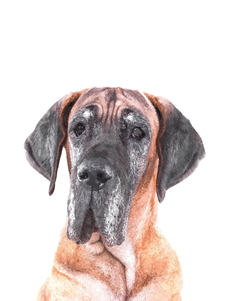 Alano Portrait