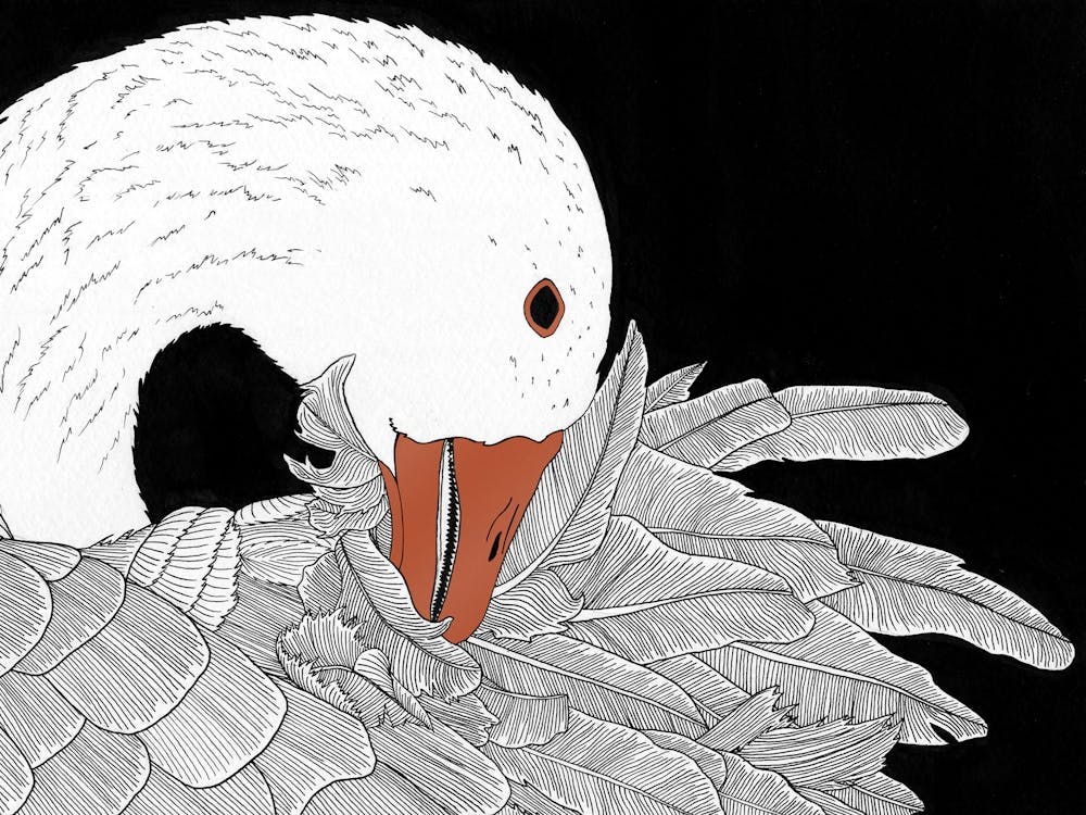 Greylag Goose