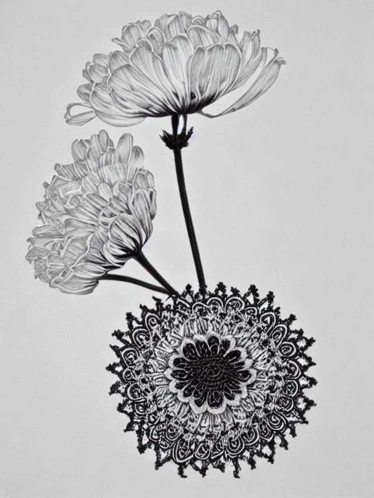 Queen Anne's Lace B&W Pencil 3 Flower