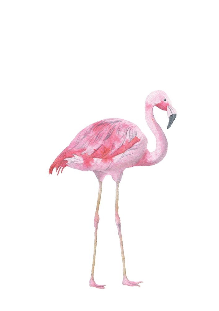 Pink Watercolour Flamingo