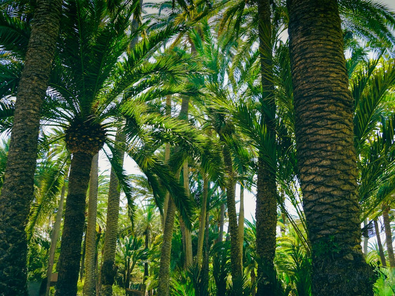 tropical Palm Jungle