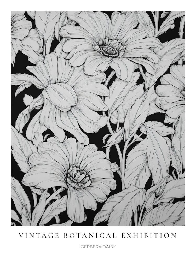 Gerbera Daisy 3 B&W Vintage Botanical Poster