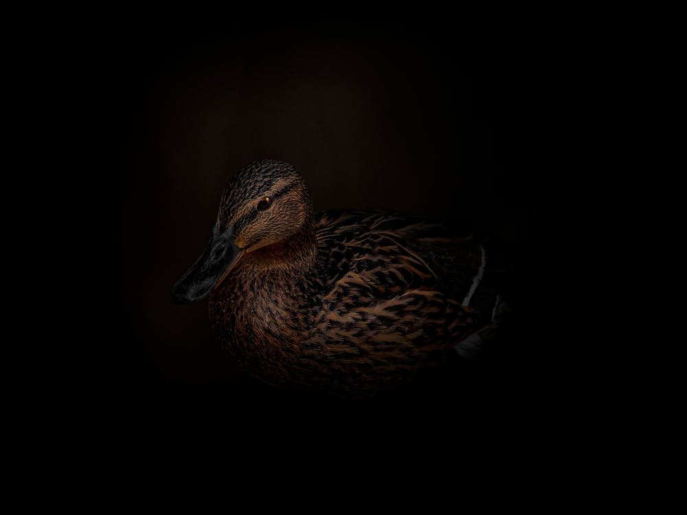 Brown Duck In The Dark