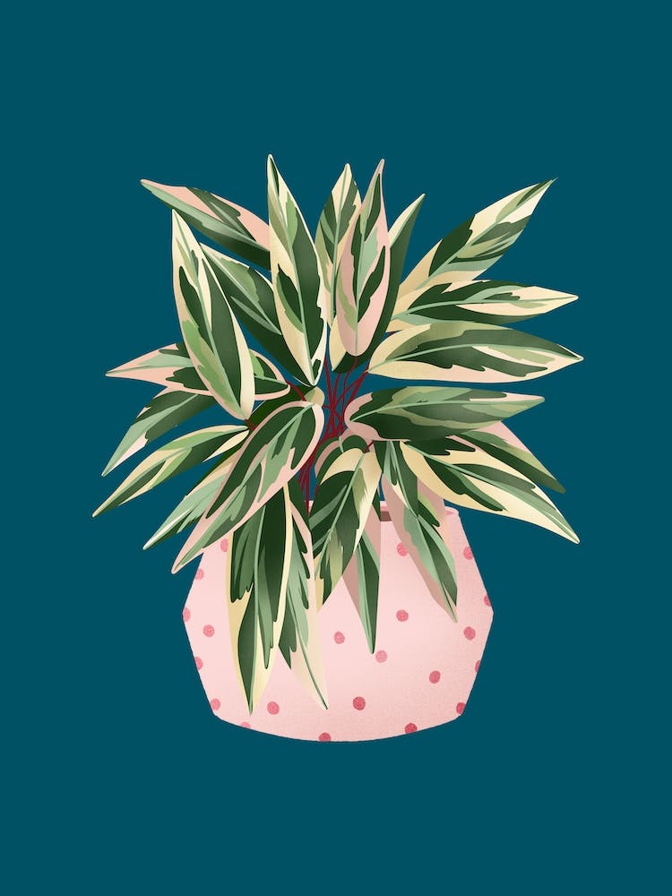 Calathea Triostar On Blue