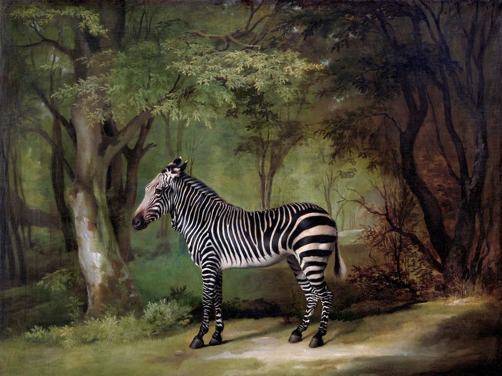 Zebra, George Stubbs