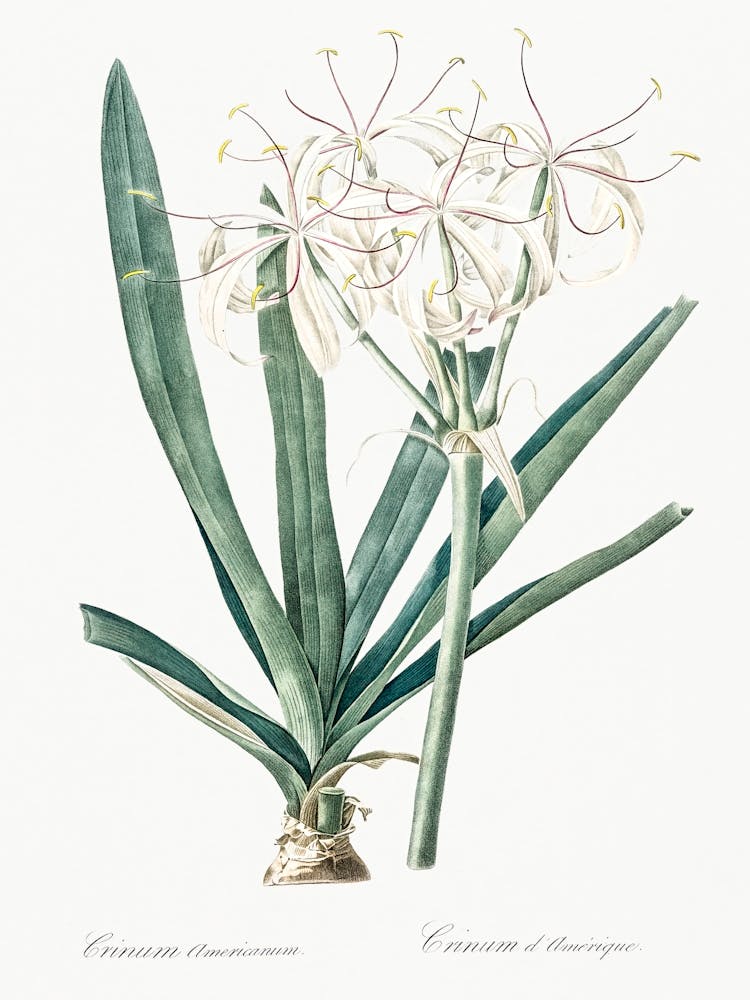 Florida Swamp Lily Illustration From Les Liliacées (1805), Pierre Joseph Redoute 1