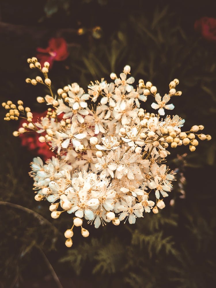 Flowers XI