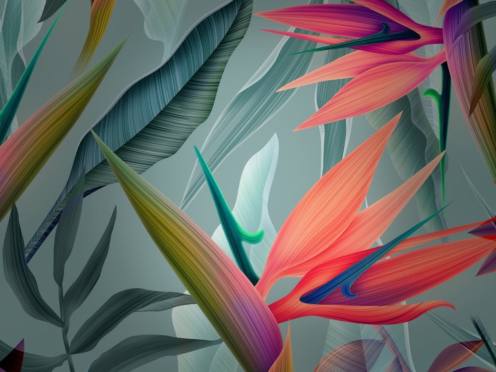 Bird Of Paradise