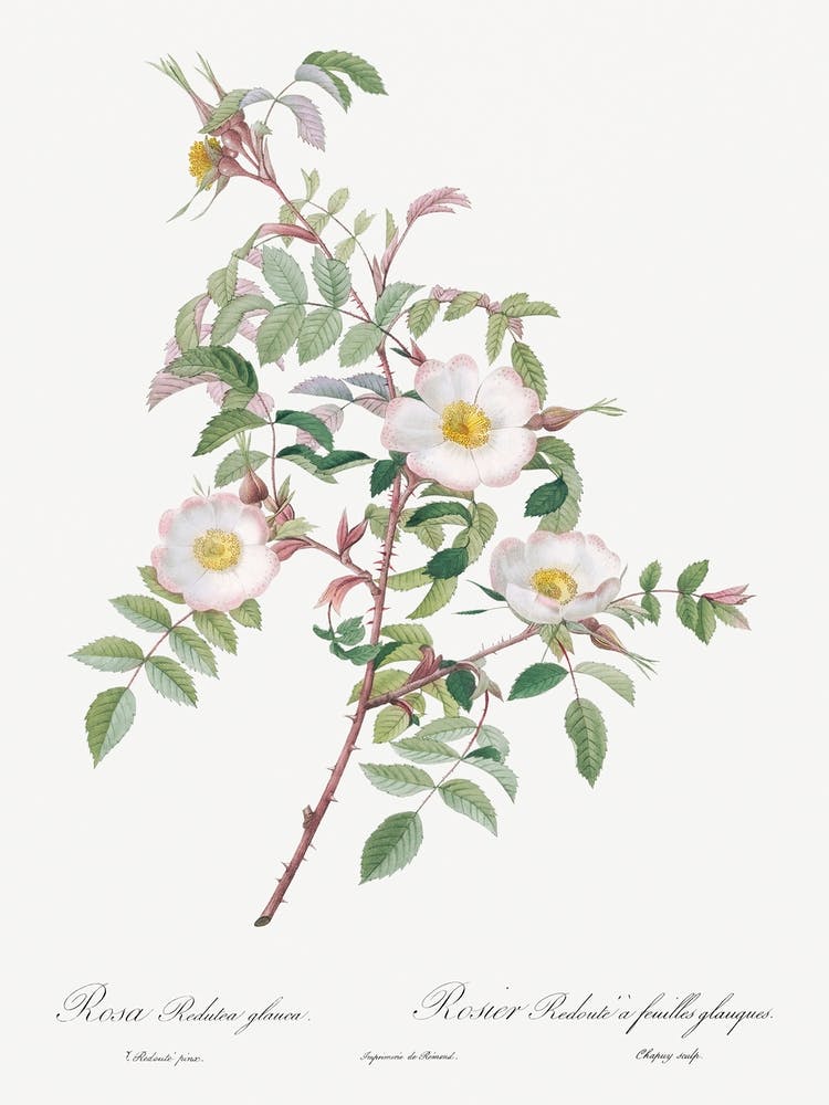 Rosa Reductea Glauca, Pierre Joseph Redoute