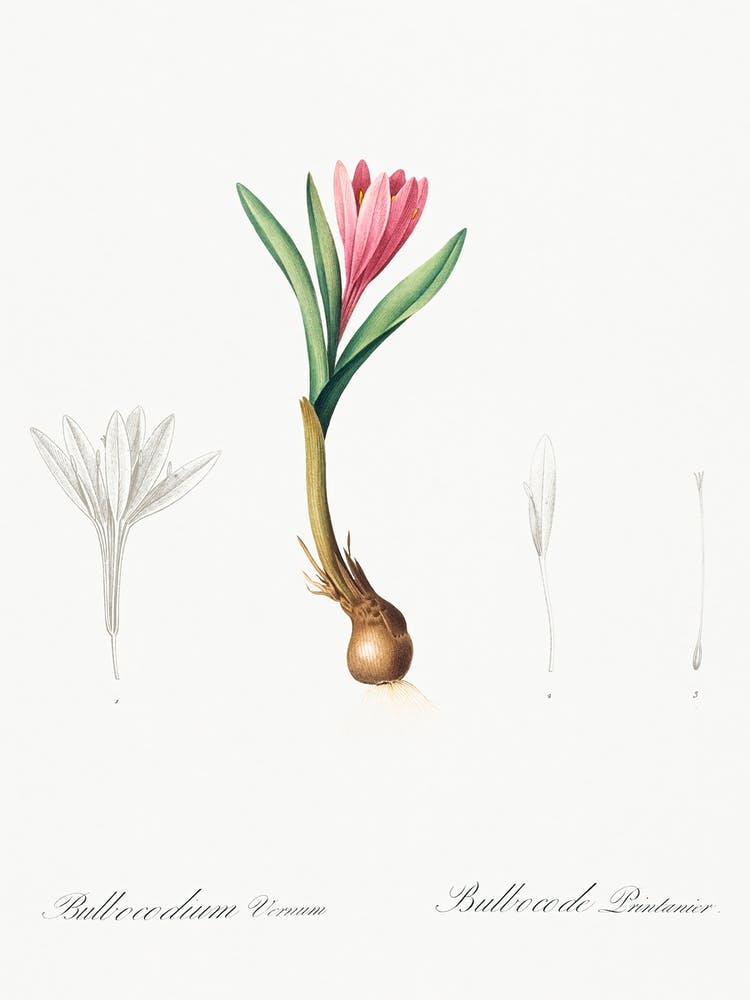 Spring Meadow Saffron Illustration From Les Liliacées (1805), Pierre Joseph Redoute