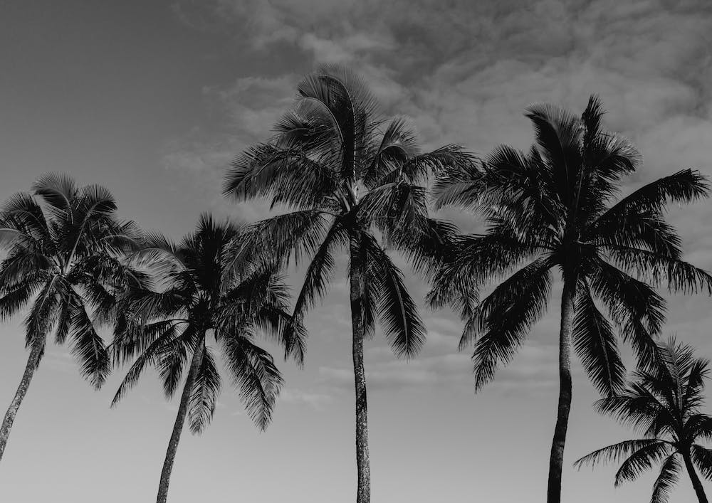 Hawaiian Palms