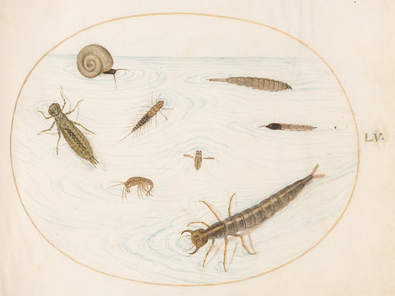 Animalia Aqvatilia Et Cochiliata, Joris Hoefnagel (2)