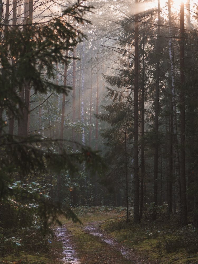 Rainy Wet Forest