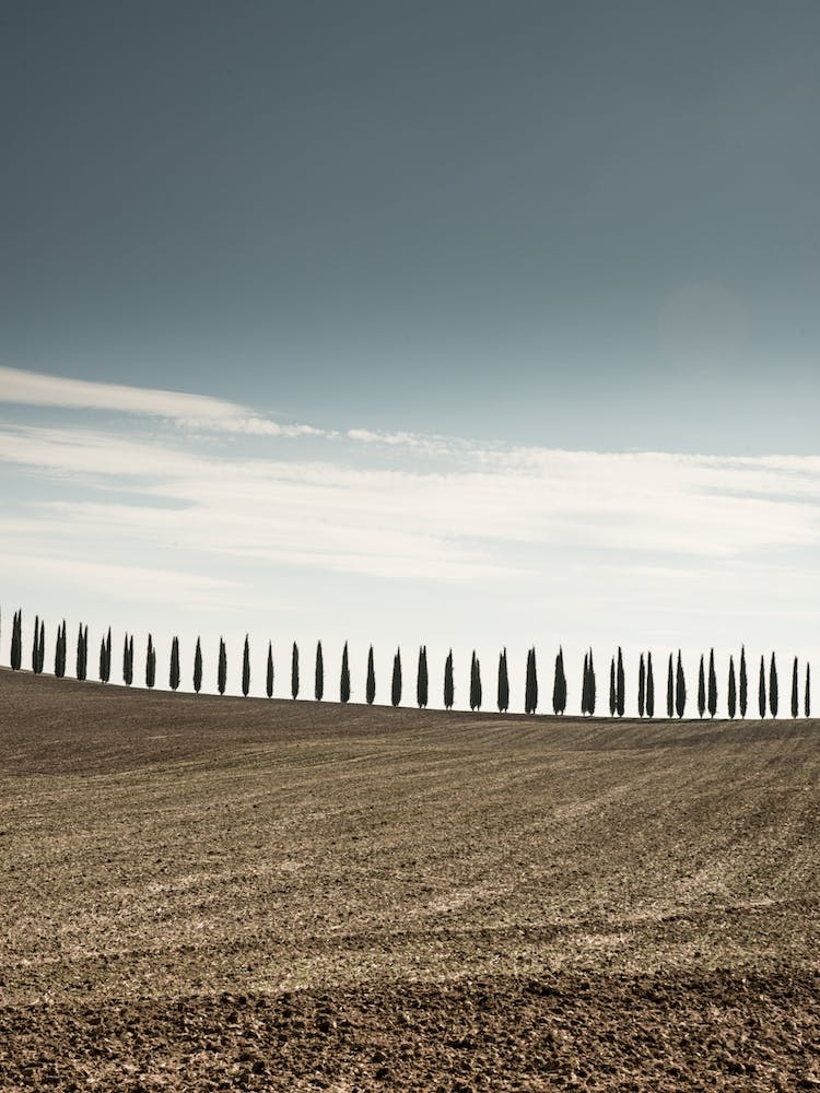 Tuscan Trees