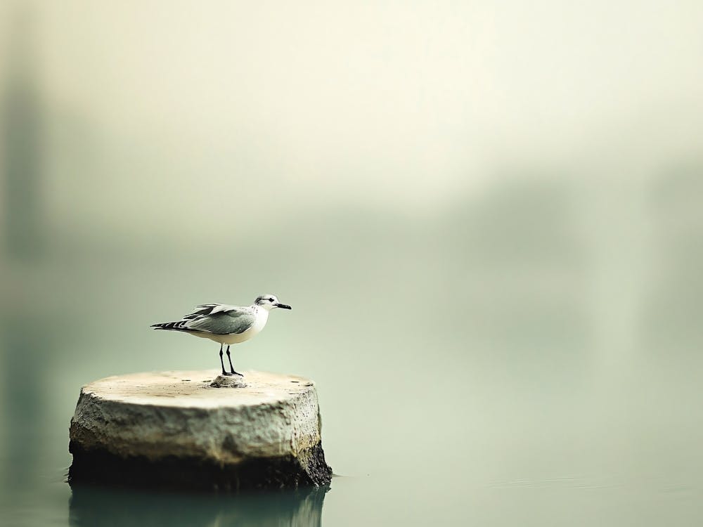 Seagull On A Stump