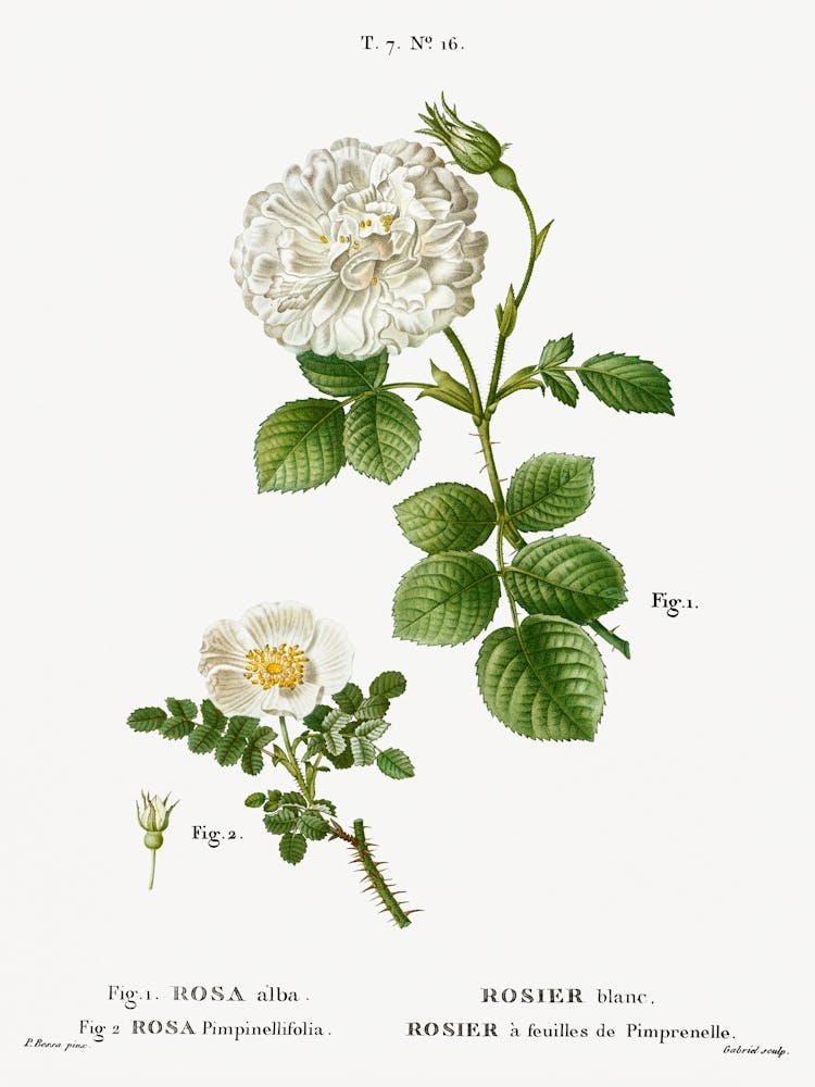 White Rose Of York And Burnet Rose, Pierre Joseph Redoute