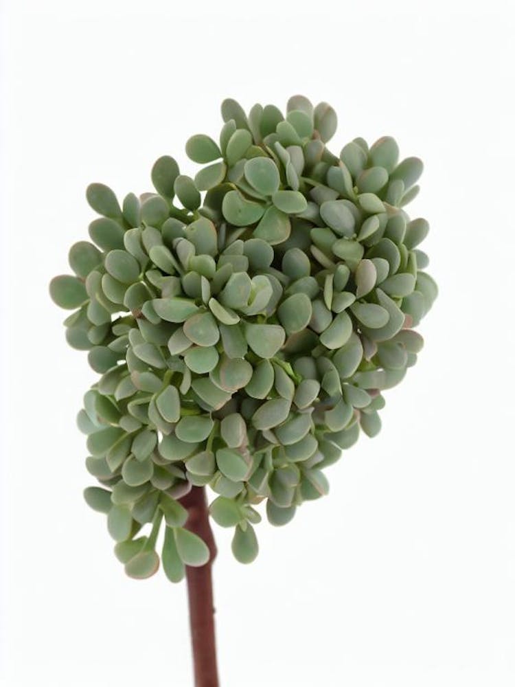 Sedum Rubrotinctum Or Jelly Bean Plant (Sedum Rubrotinctum) Watercolor