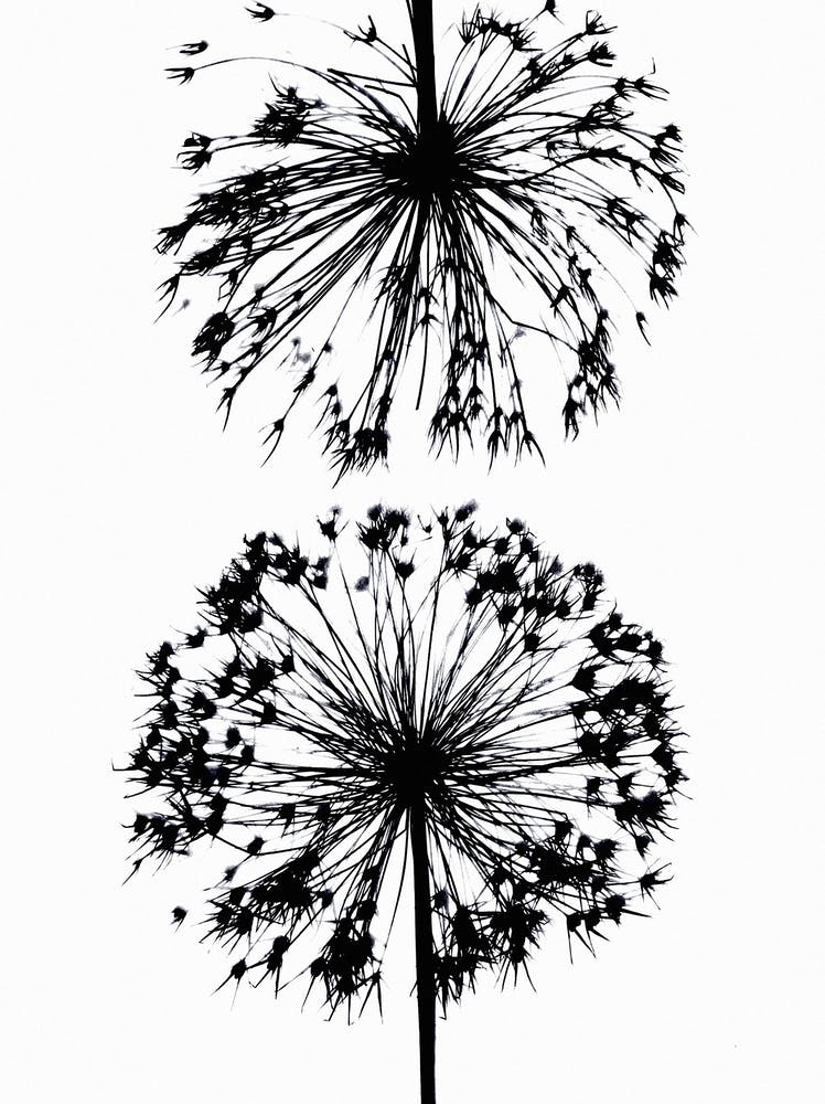 Black white allium 1