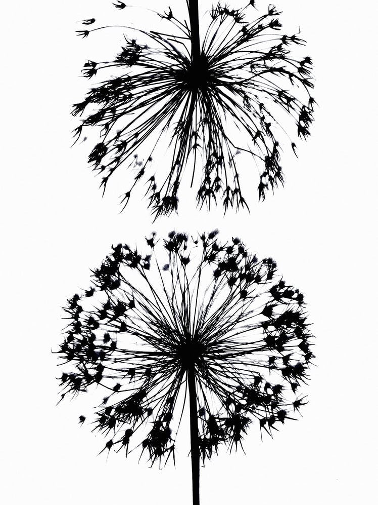 Black white allium 1