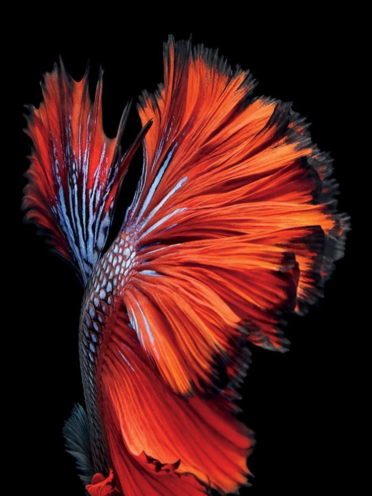Siamesischer Fisch
