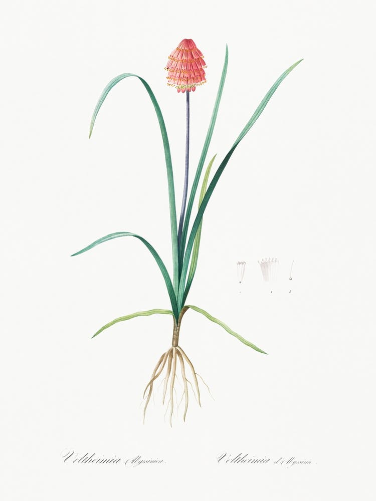 Veltheimia Abyssinica Illustration From Les Liliacées (1805), Pierre Joseph Redoute