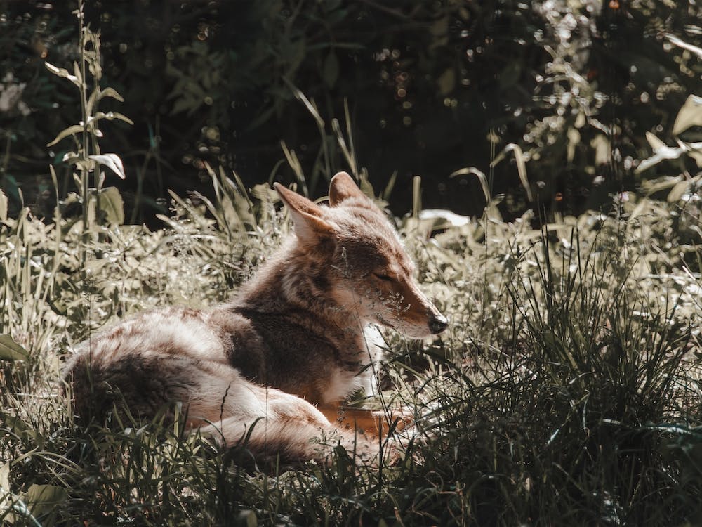 Sun Bathing Coyote
