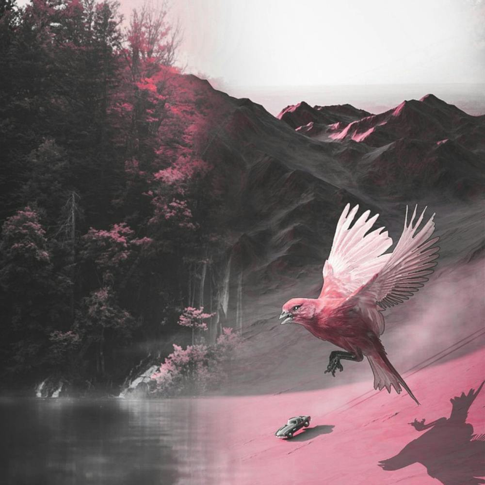 Pink Bird