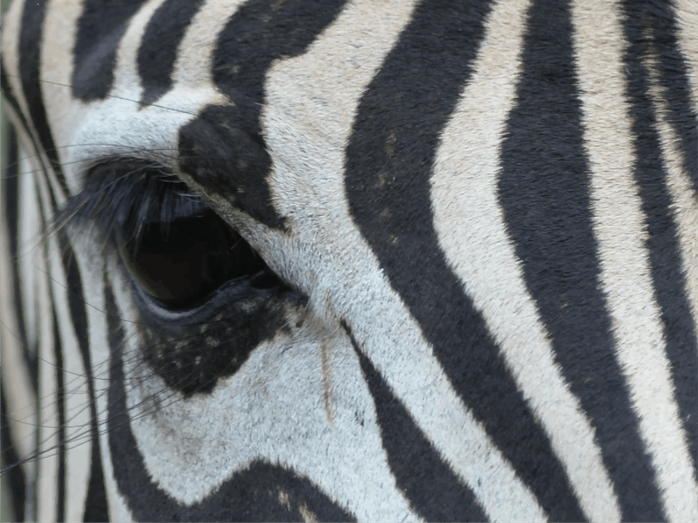 Zebra Eye 1