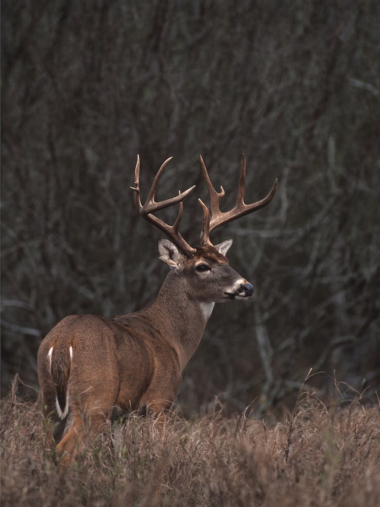 Whitetail Deer In Meadow