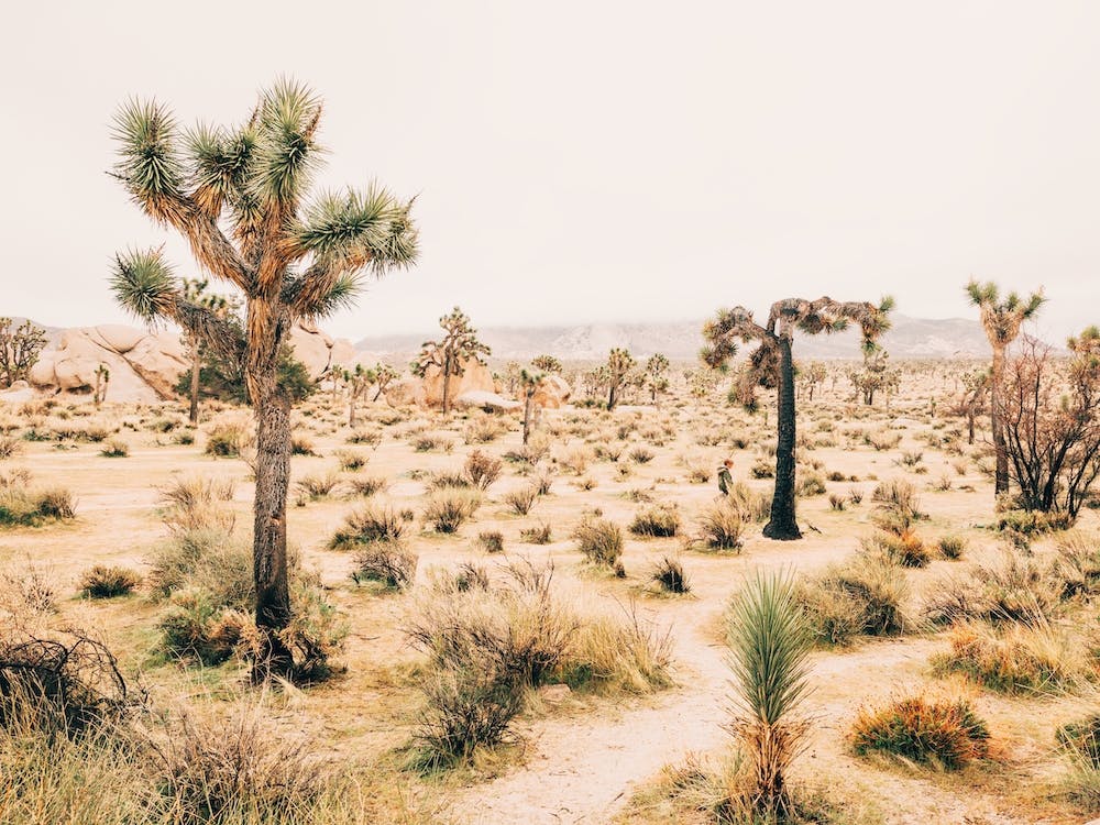 Warm California Desert