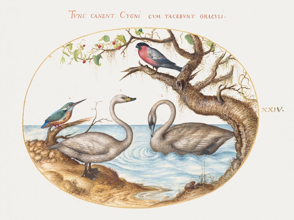 Two Swans, Kingfisher, And Bullfinch (1575–1580), Joris Hoefnagel