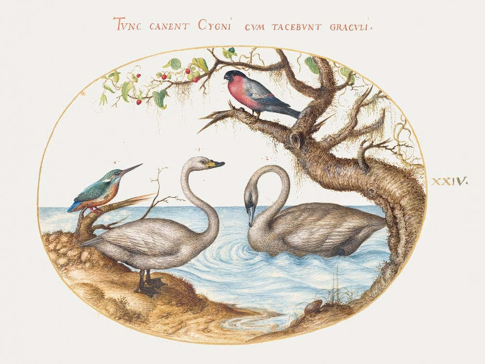 Two Swans, Kingfisher, And Bullfinch (1575–1580), Joris Hoefnagel