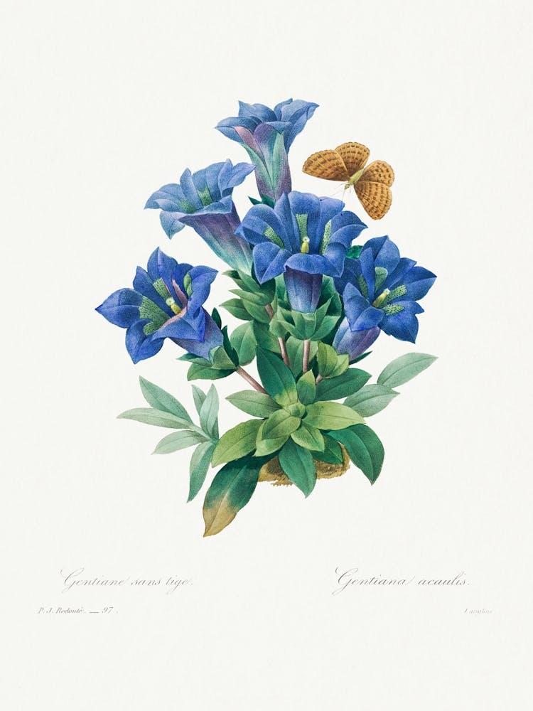 Gentiana Acaulis, Pierre Joseph Redouté