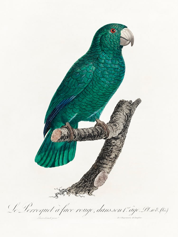 Die Kubanische Amazone Aus Natural History Of Parrots, Francois Levaillant