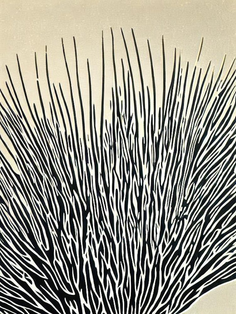 Acropora Tenuis V Linocut