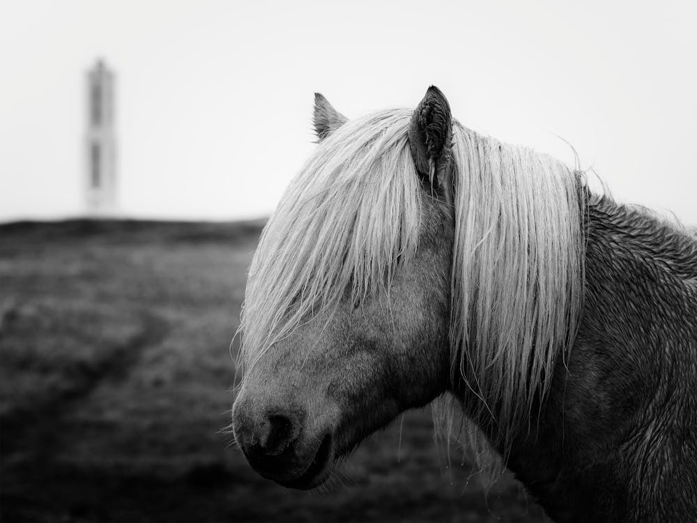the Icelandic Black & White