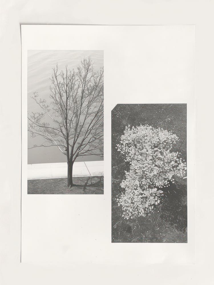 Cherry Blossom Flower Photo Collage 4