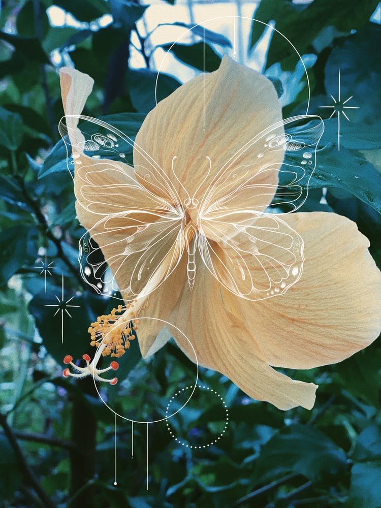 Butterfly Hibiscus