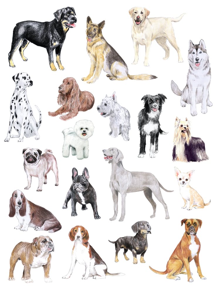 Dogs