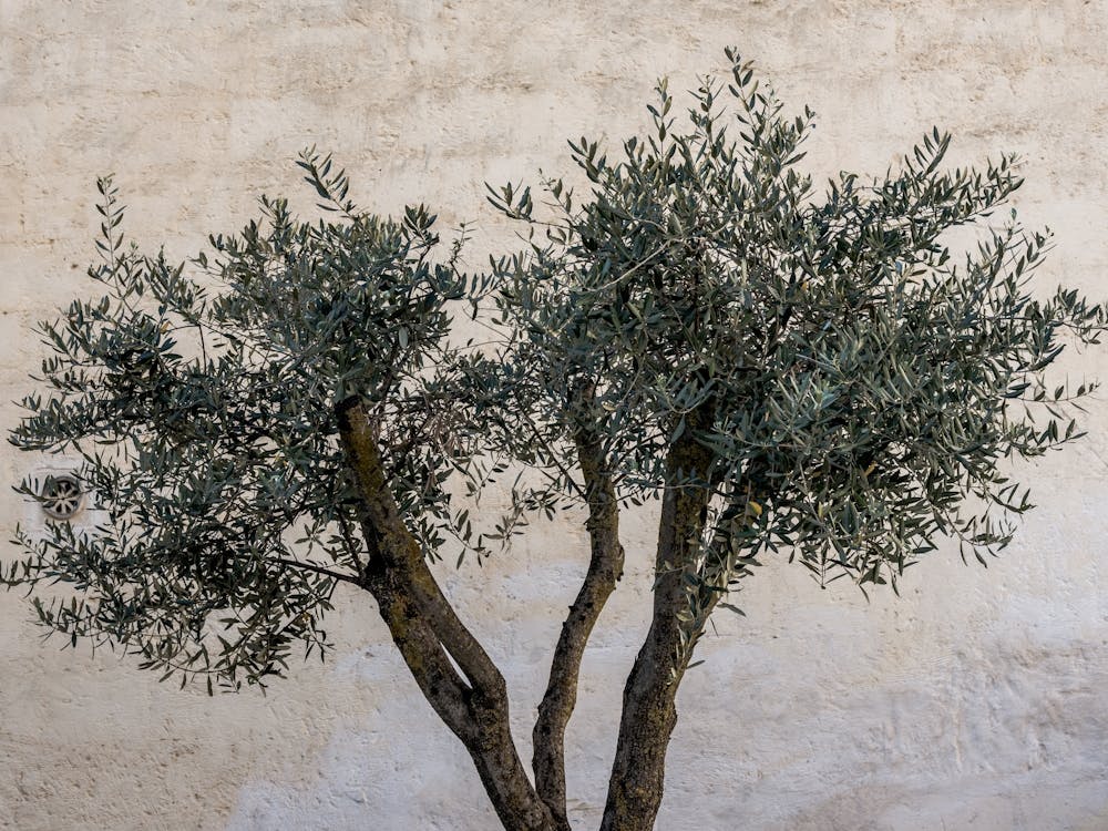 Olive Tree In Italy